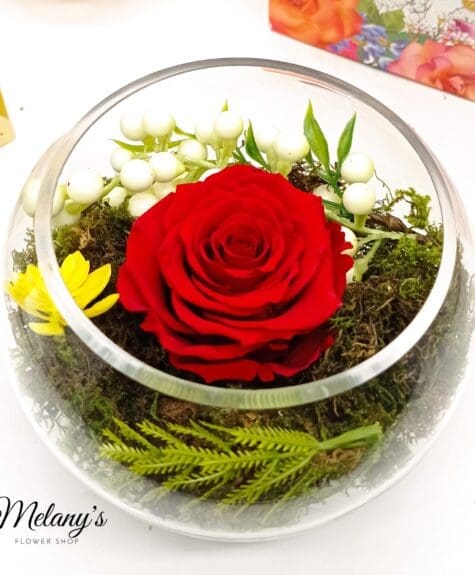 rosa preservada 1