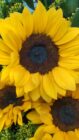Love in yellow - Rosas amarillas en el salvador - Melany flower Shop
