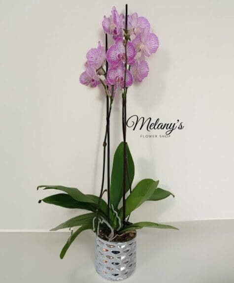 orquidea