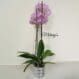 orquidea